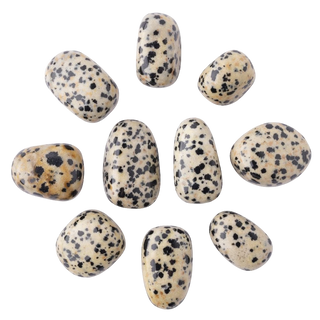 JASPER - DALMATION