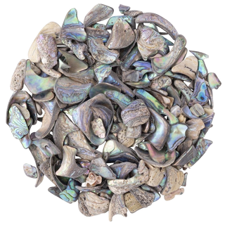 ABALONE