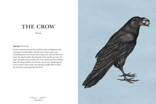 the-geordie-witch-ornithography